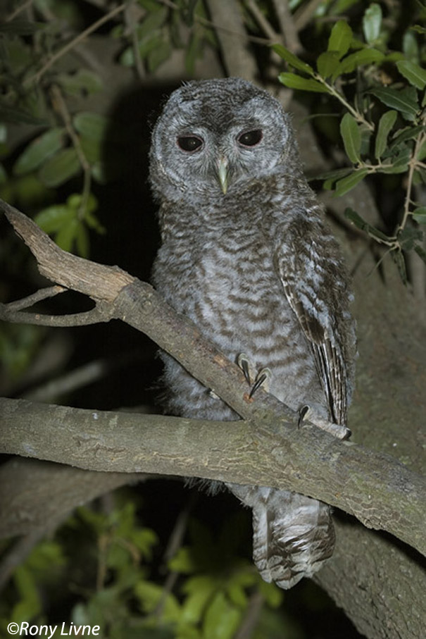  לילית מצויה   Tawny Owl Strix aluco                                                 טבעון,2007 ,צלם:רוני לבנה